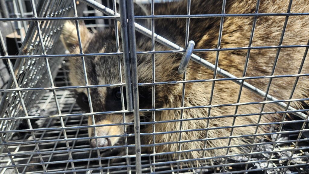 Wildlife Removal Porter