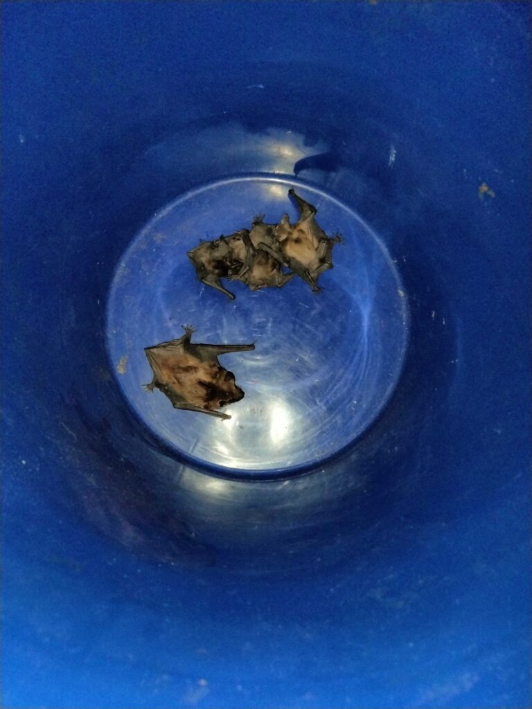Wildlife Removal Porter