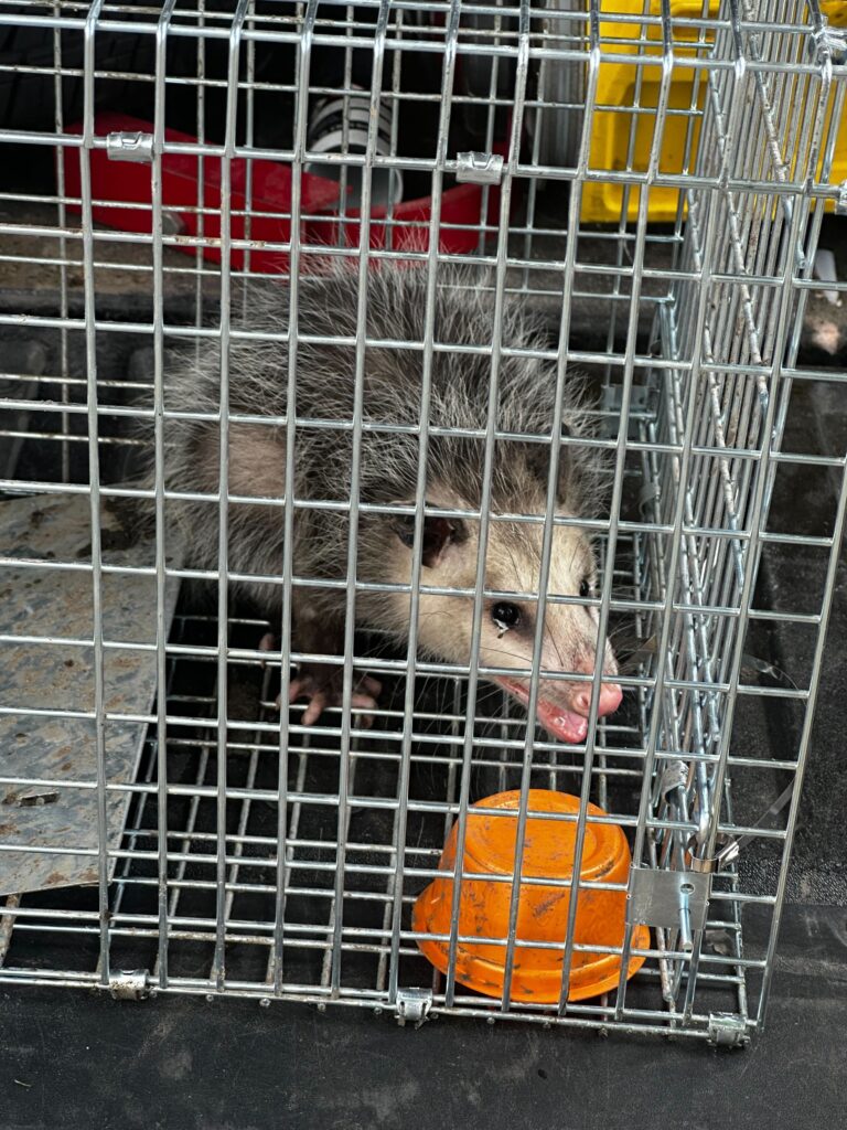 Wildlife Removal Porter