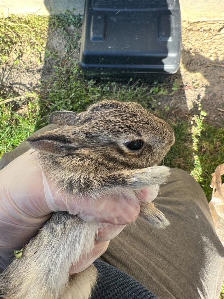 Wildlife Removal Porter