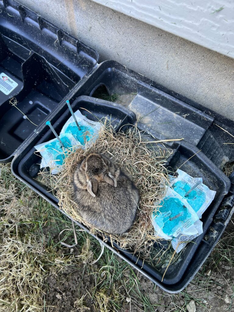 Wildlife Removal Porter
