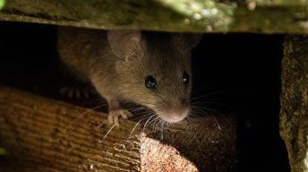 Wildlife Removal Porter